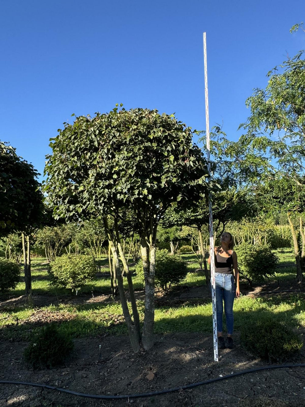 Tilia cordata dachförmig