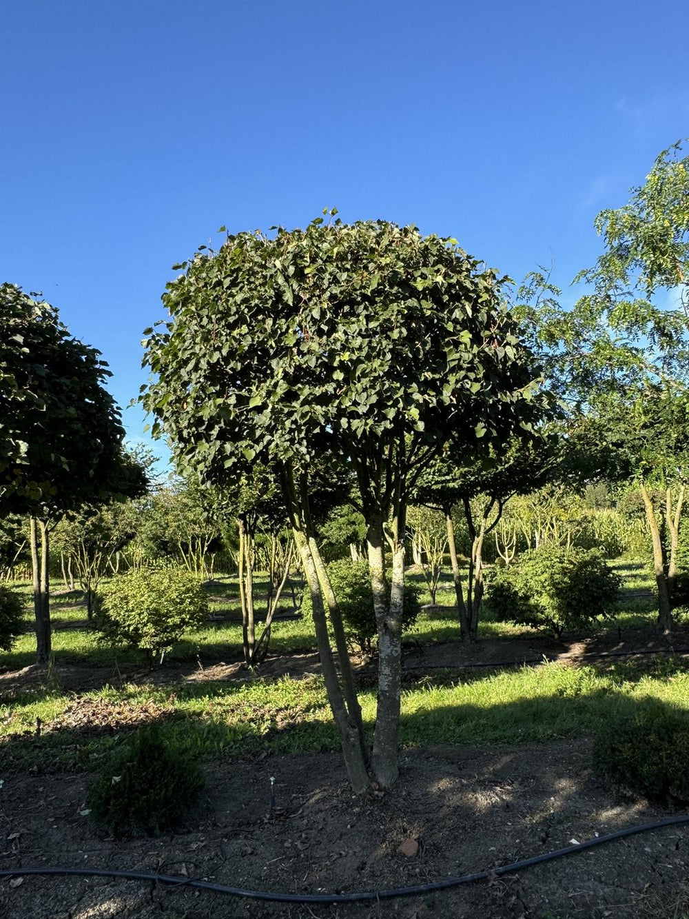 Tilia cordata dachförmig