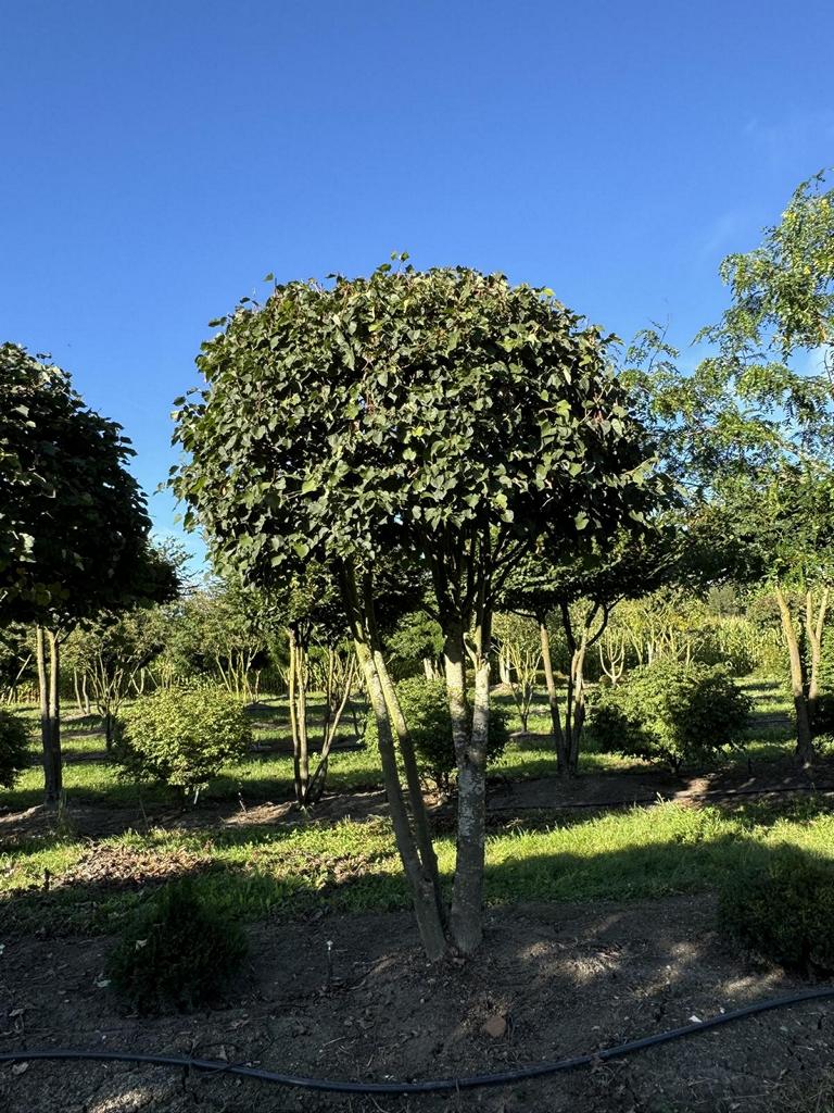Tilia cordata dachförmig