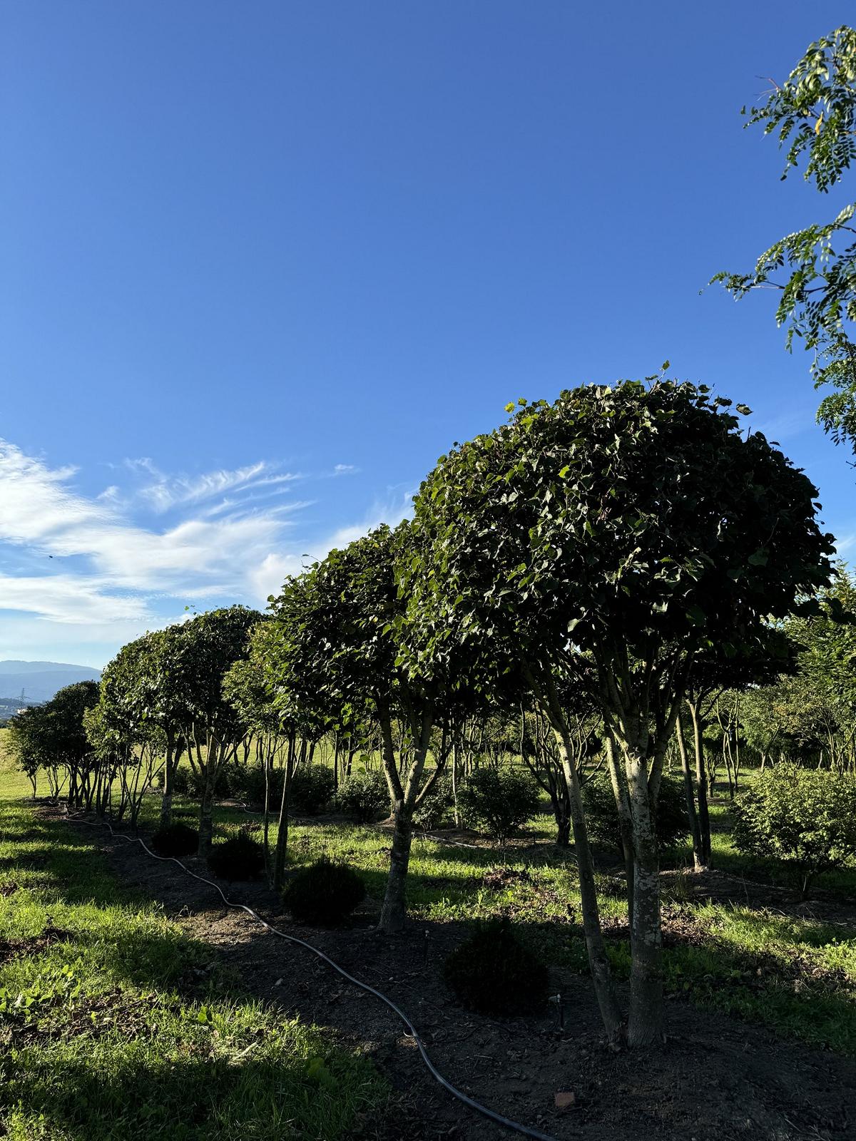 Tilia cordata dachförmig