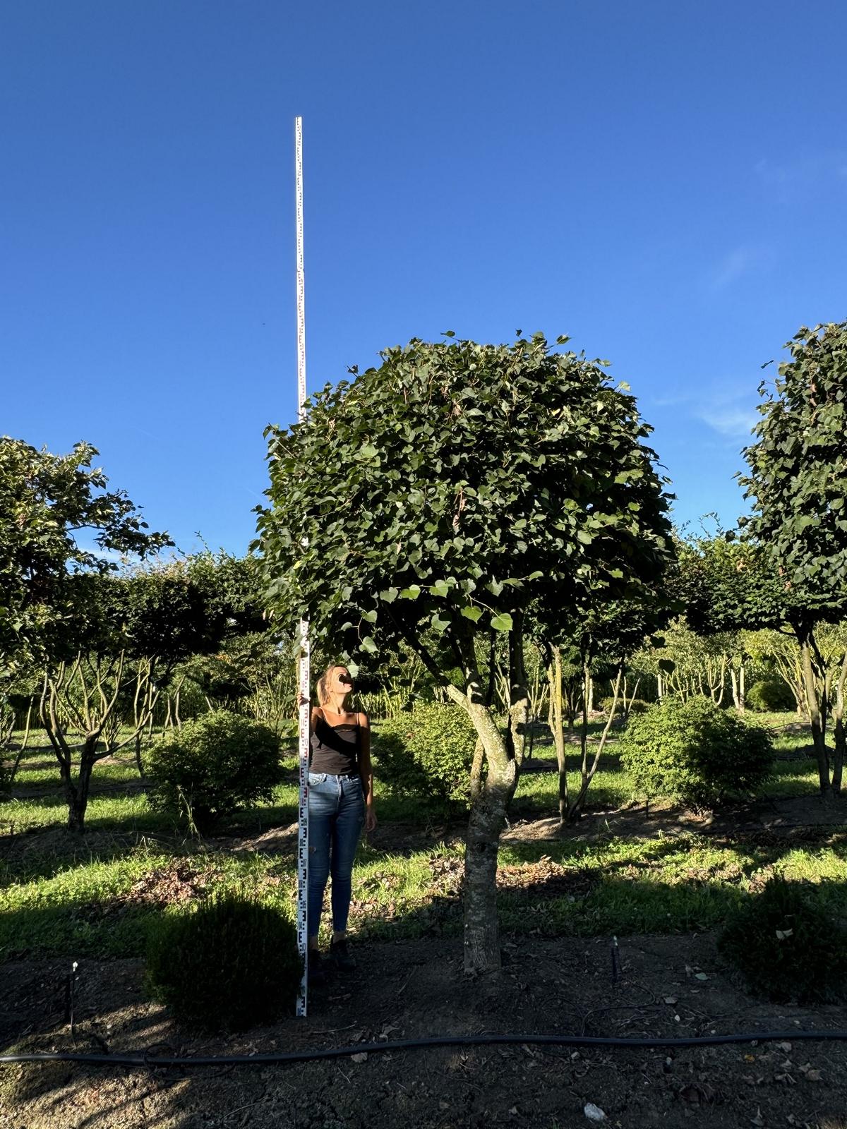 Tilia cordata dachförmig