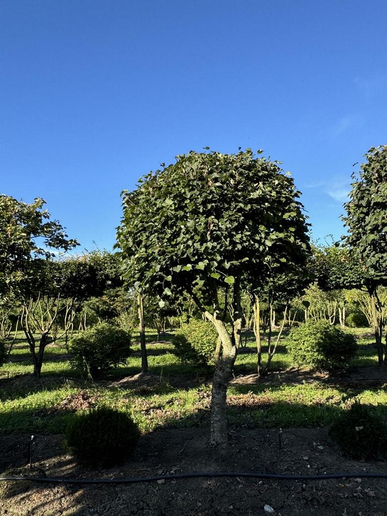 Tilia cordata dachförmig