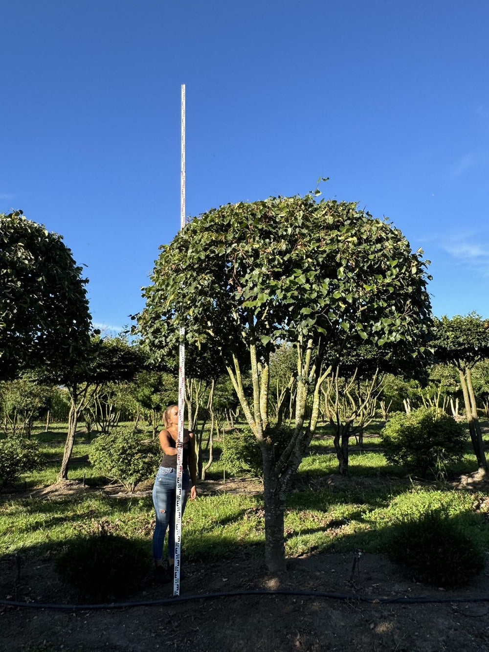 Tilia cordata dachförmig