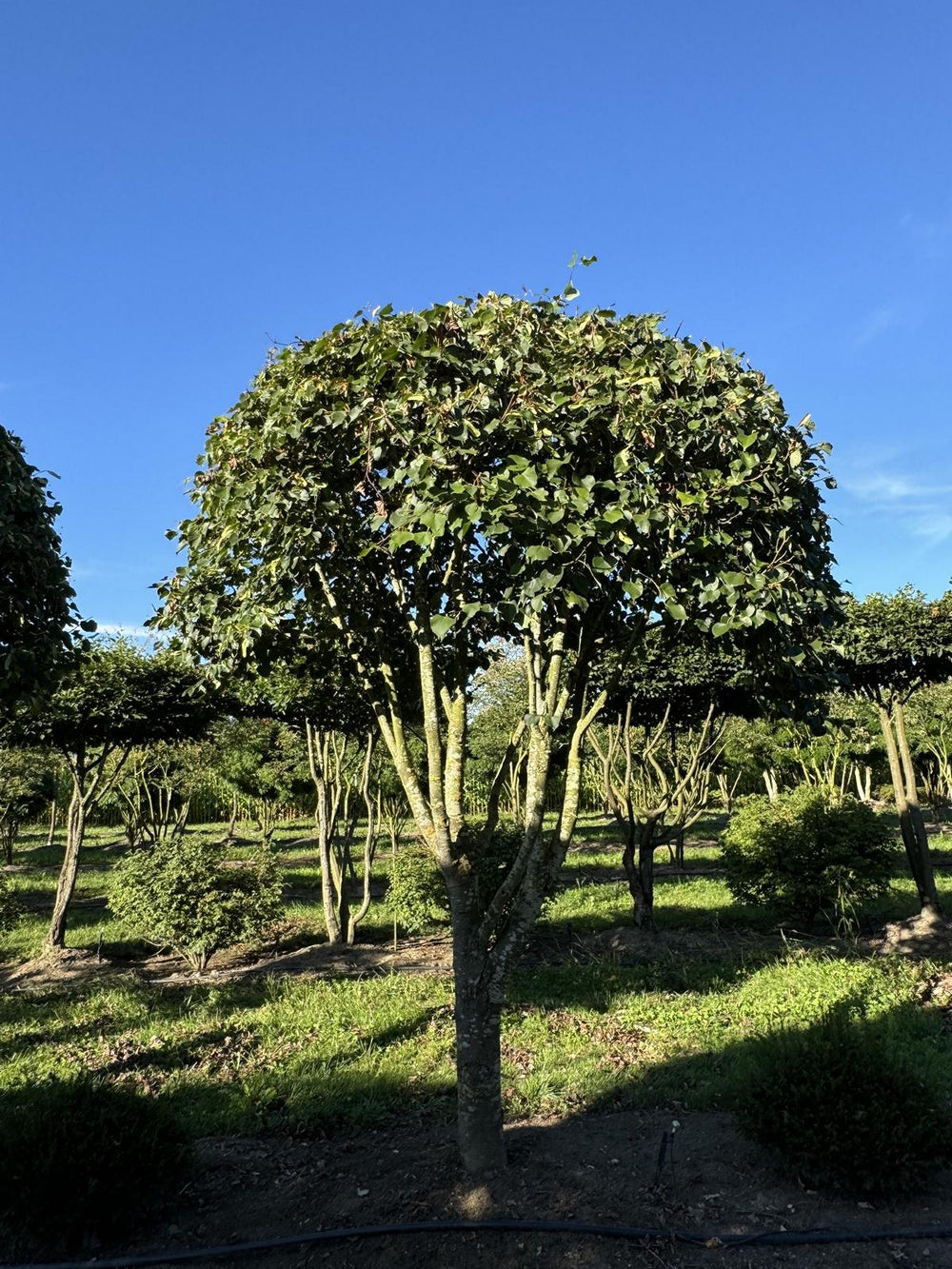 Tilia cordata dachförmig