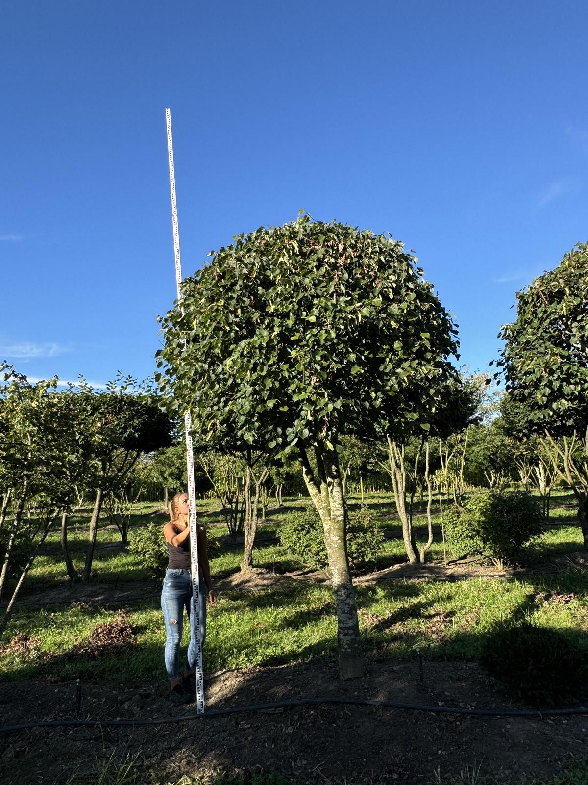 Tilia cordata dachförmig