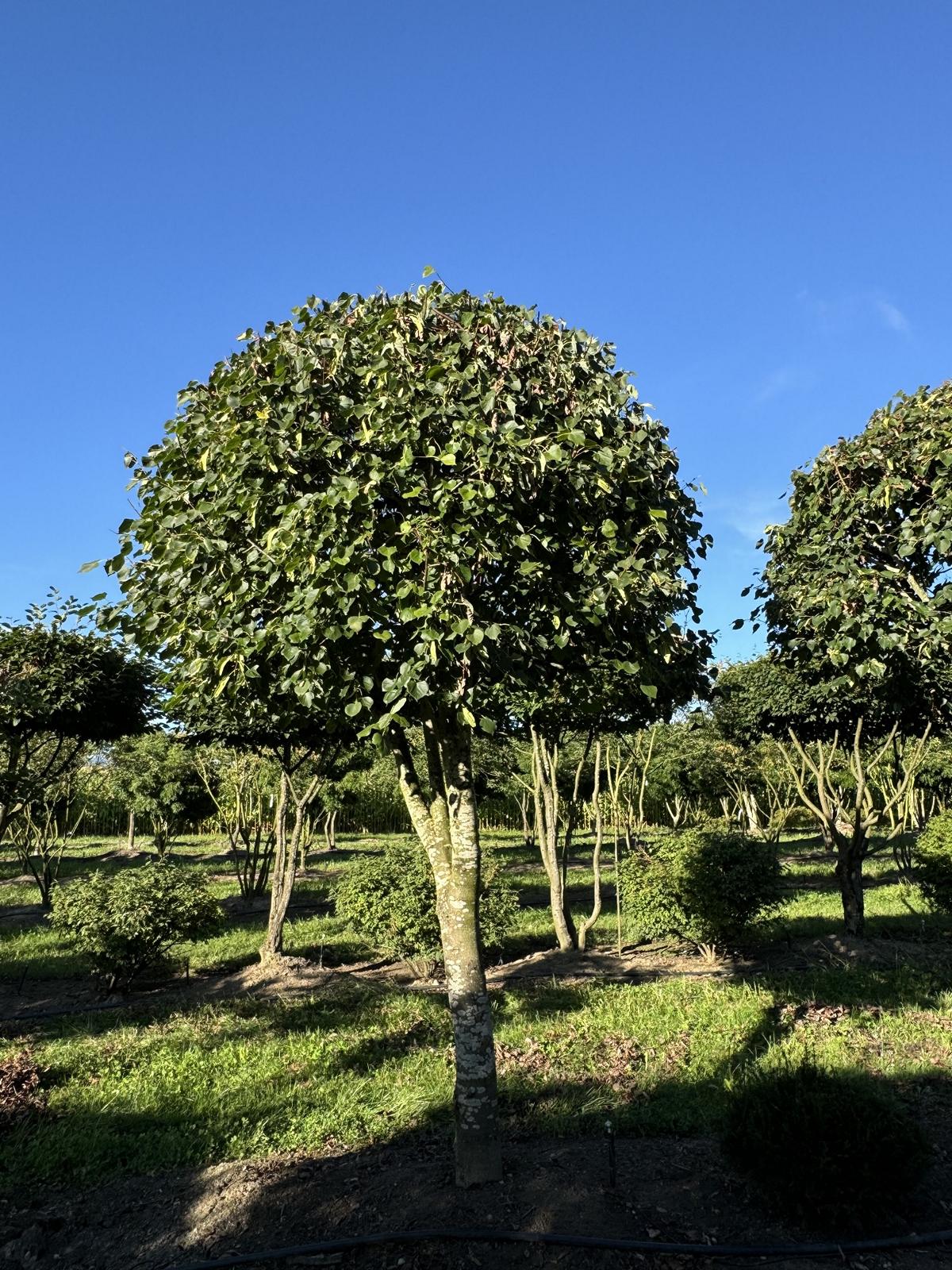 Tilia cordata dachförmig