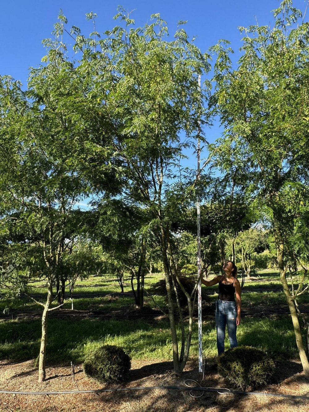 Gleditsia triacanthos 'Skyline'