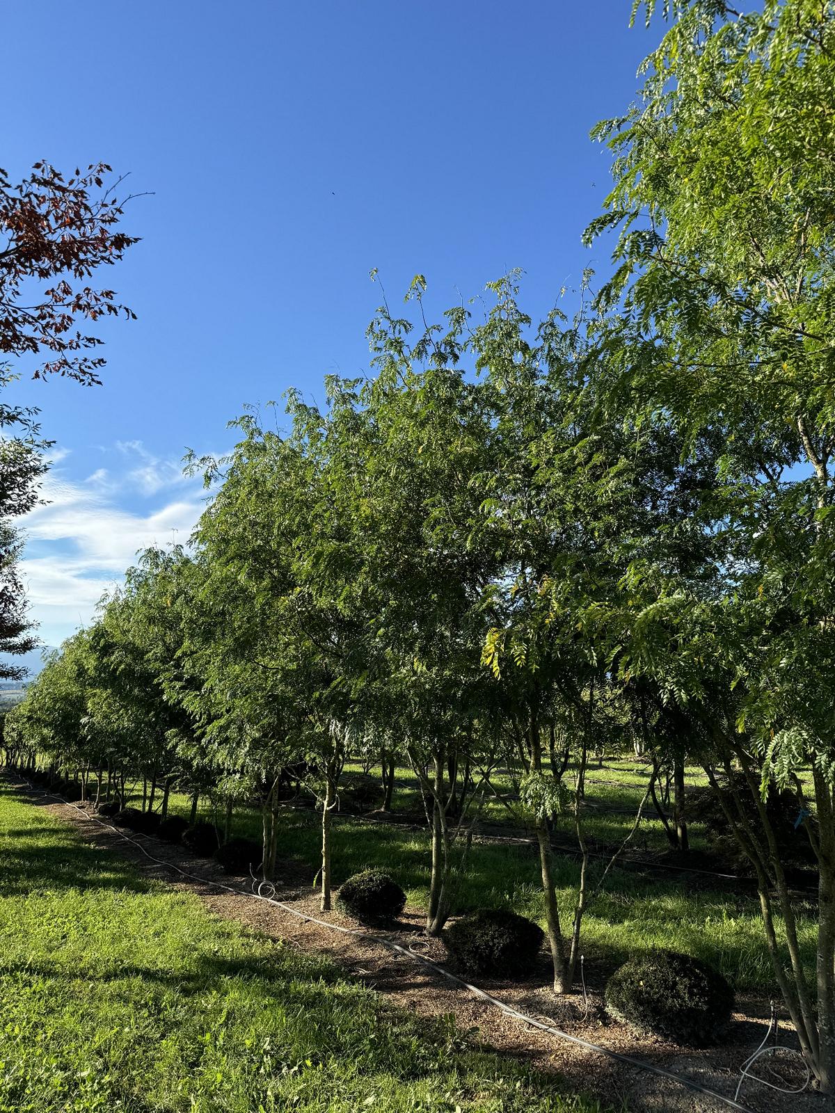 Gleditsia triacanthos 'Skyline'