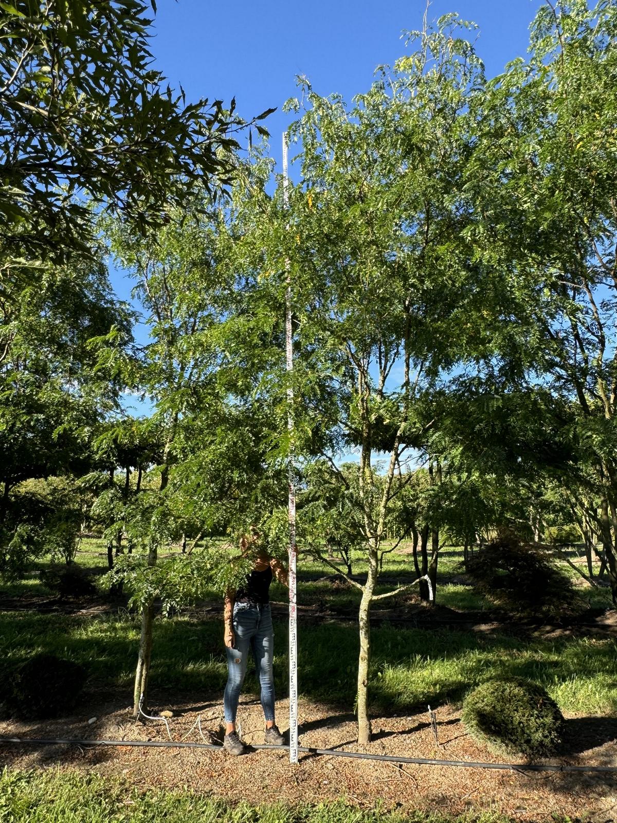 Gleditsia triacanthos 'Skyline'