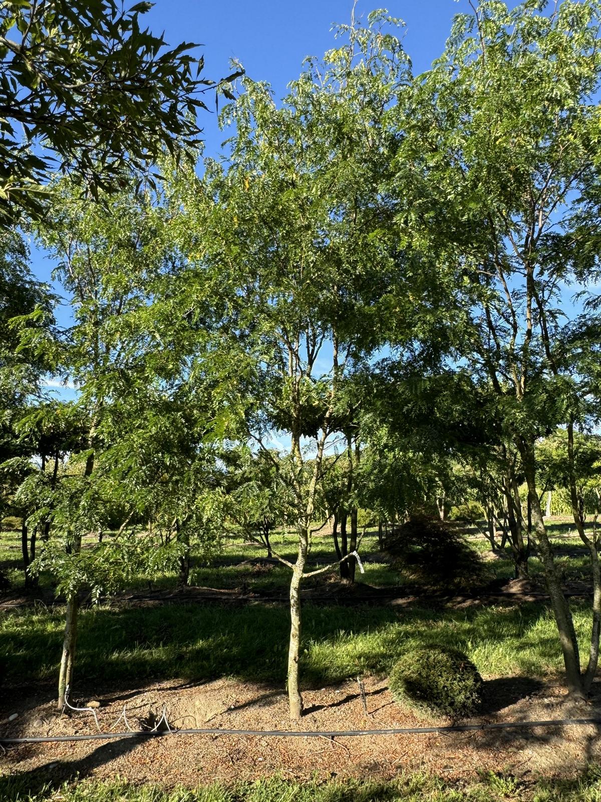 Gleditsia triacanthos 'Skyline'