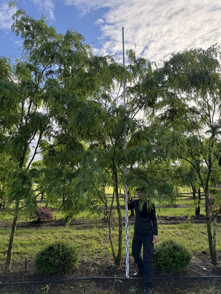 Gleditsia triacanthos 'Skyline'