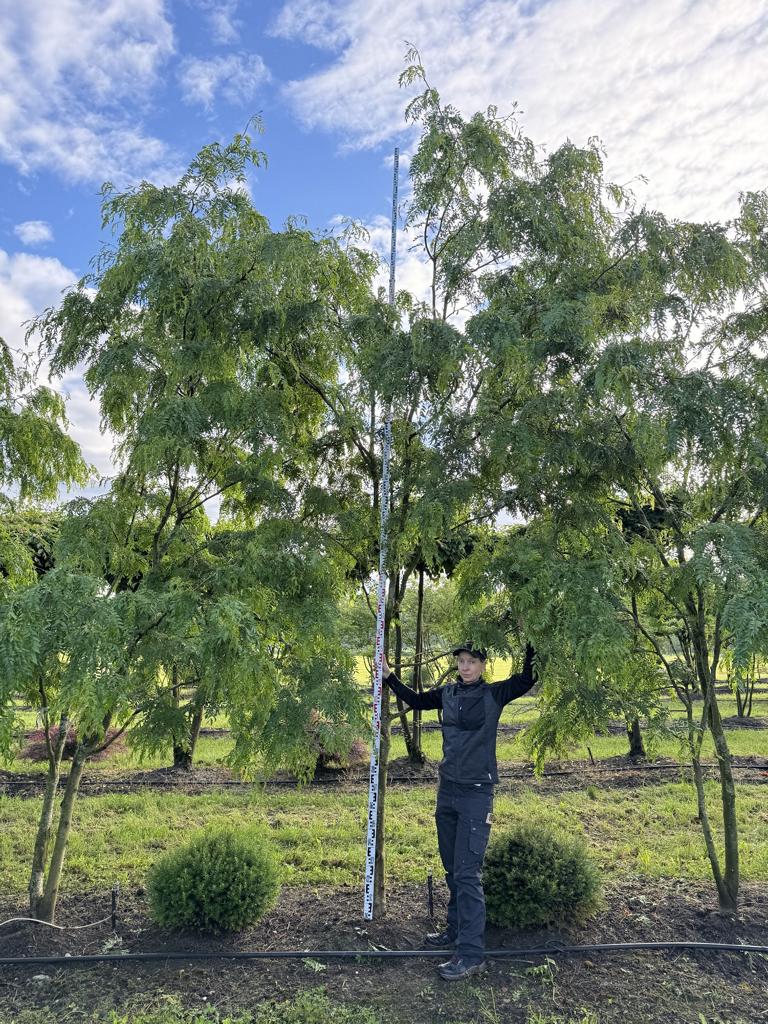 Gleditsia triacanthos 'Skyline'