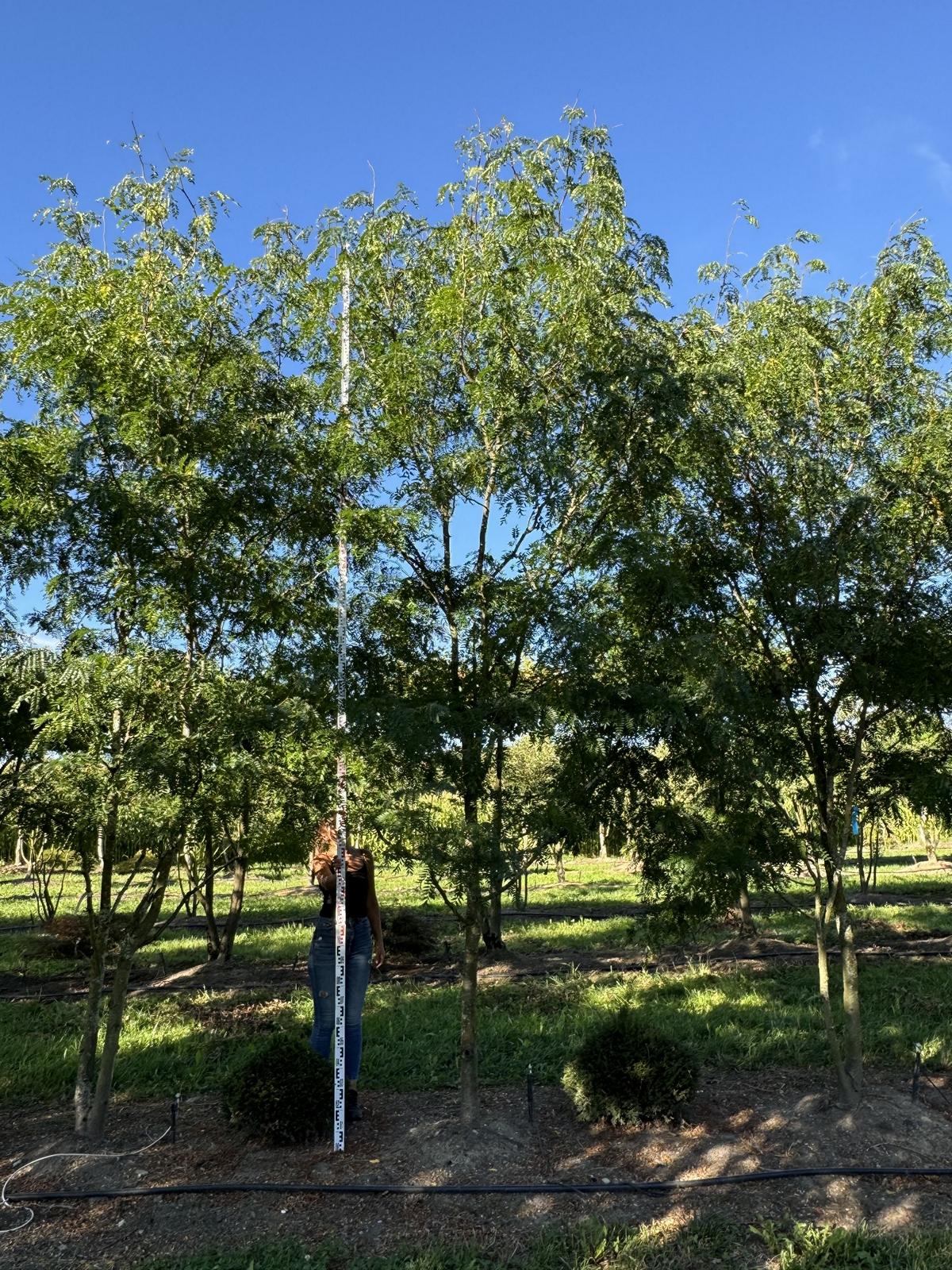 Gleditsia triacanthos 'Skyline'