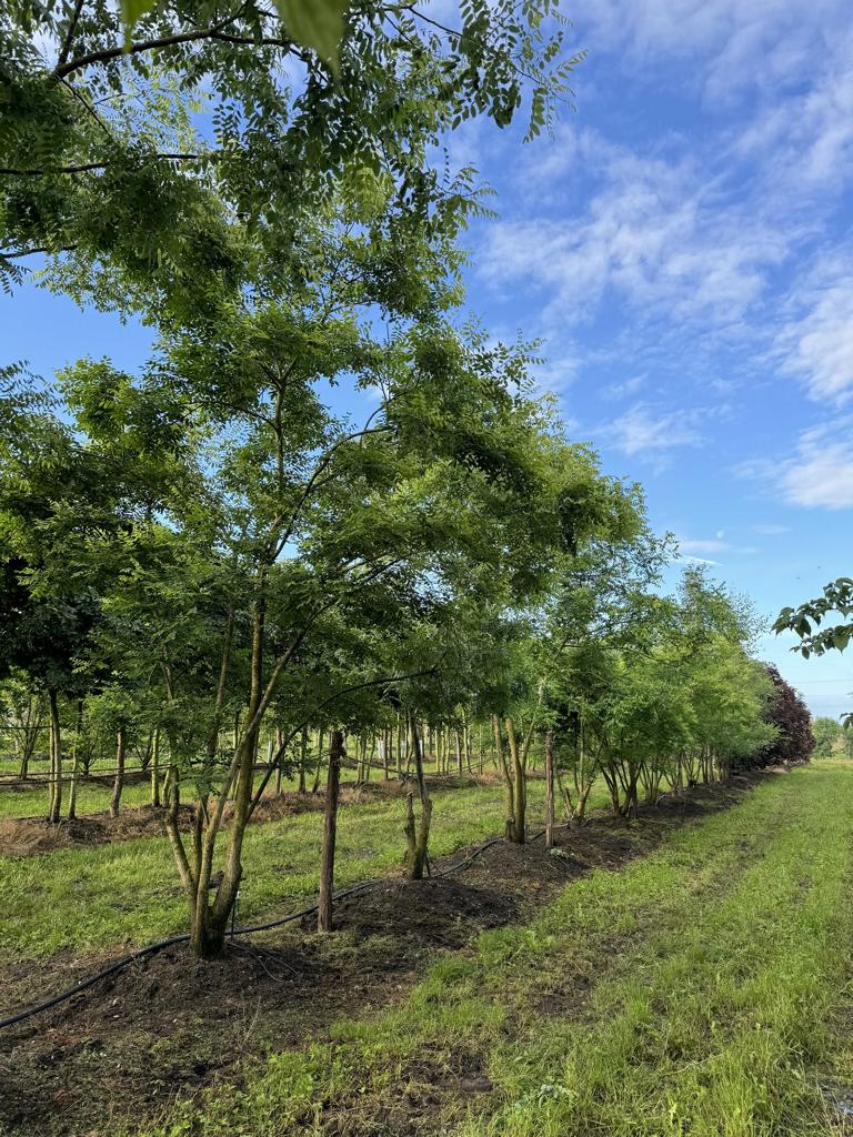 Gleditsia triacanthos 'Skyline'