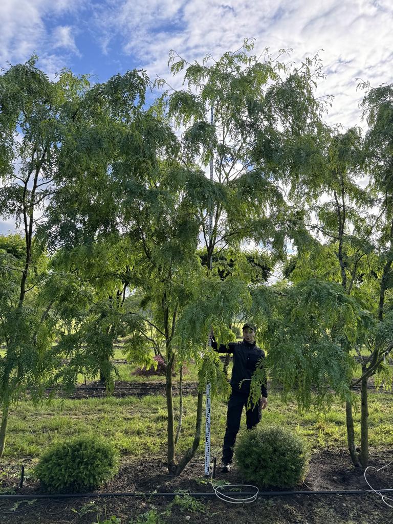 Gleditsia triacanthos 'Skyline'