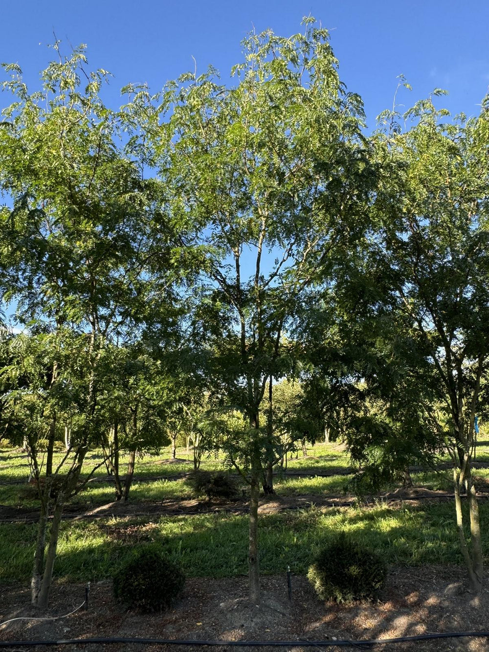 Gleditsia triacanthos 'Skyline'