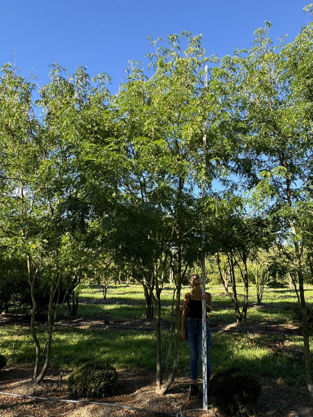 Gleditsia triacanthos 'Skyline'