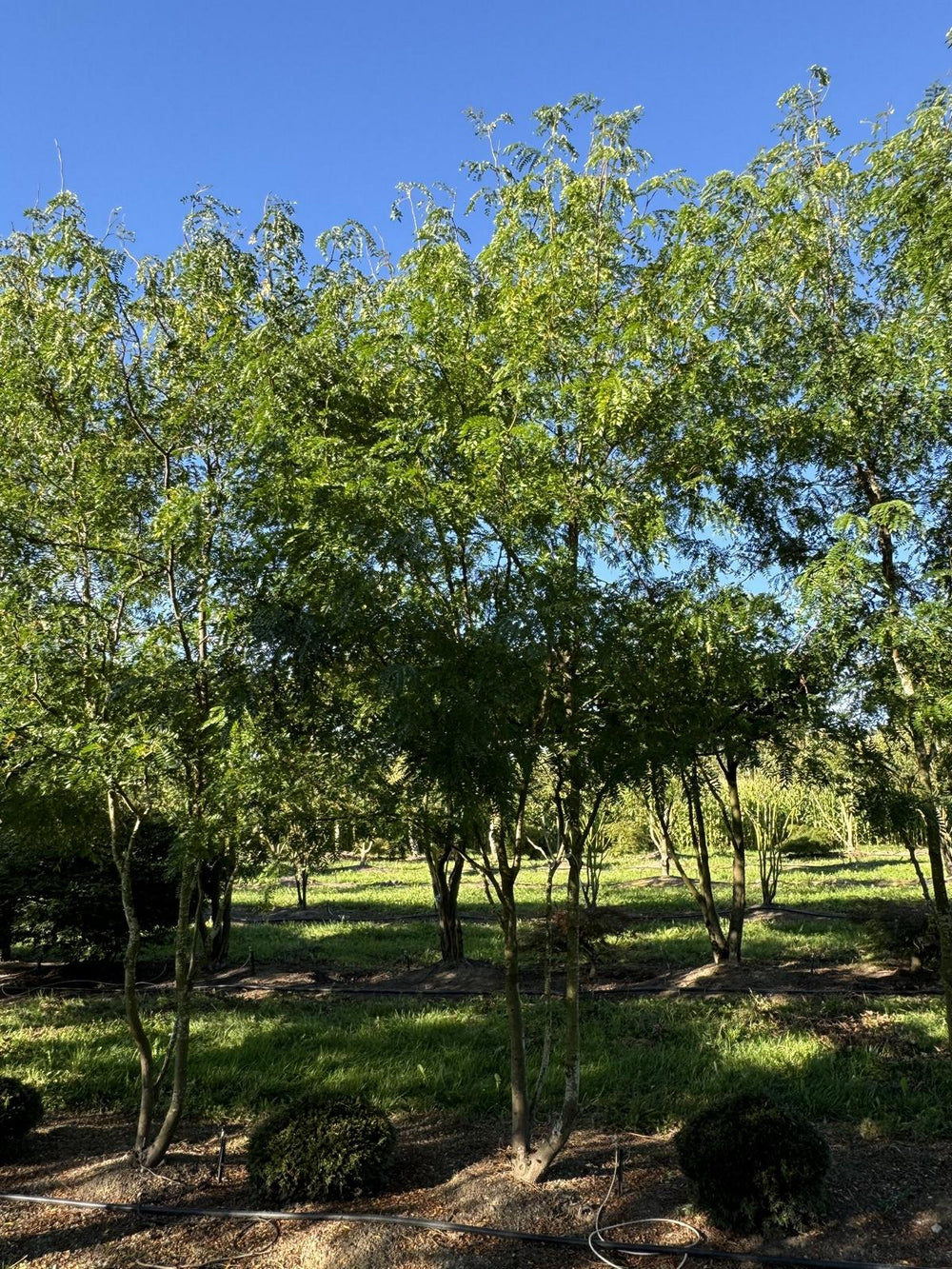 Gleditsia triacanthos 'Skyline'