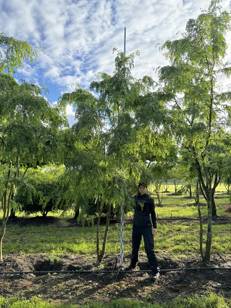 Gleditsia triacanthos 'Skyline'