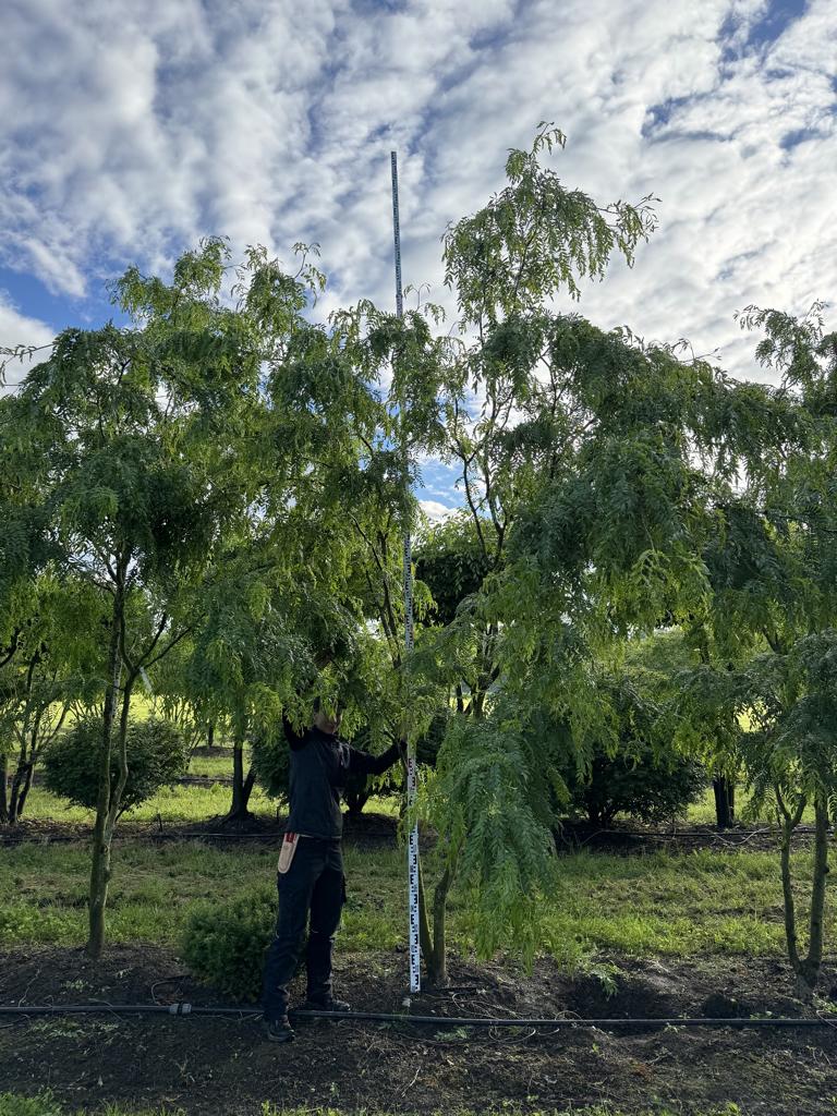 Gleditsia triacanthos 'Skyline'