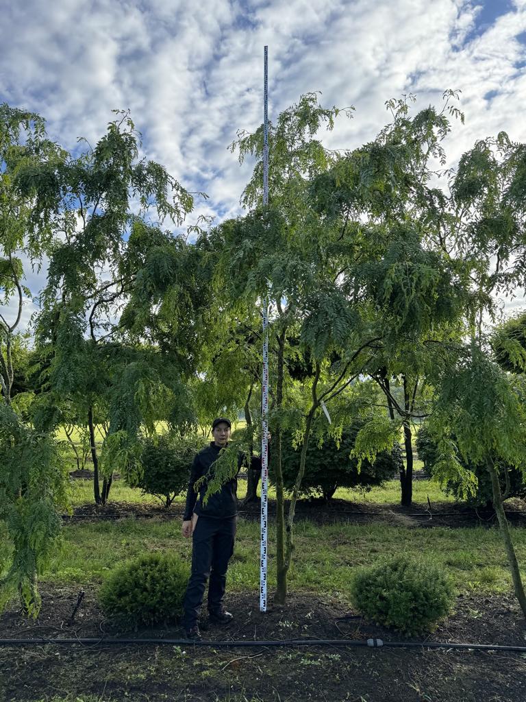 Gleditsia triacanthos 'Skyline'