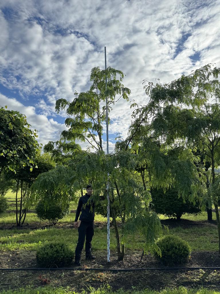 Gleditsia triacanthos 'Skyline'