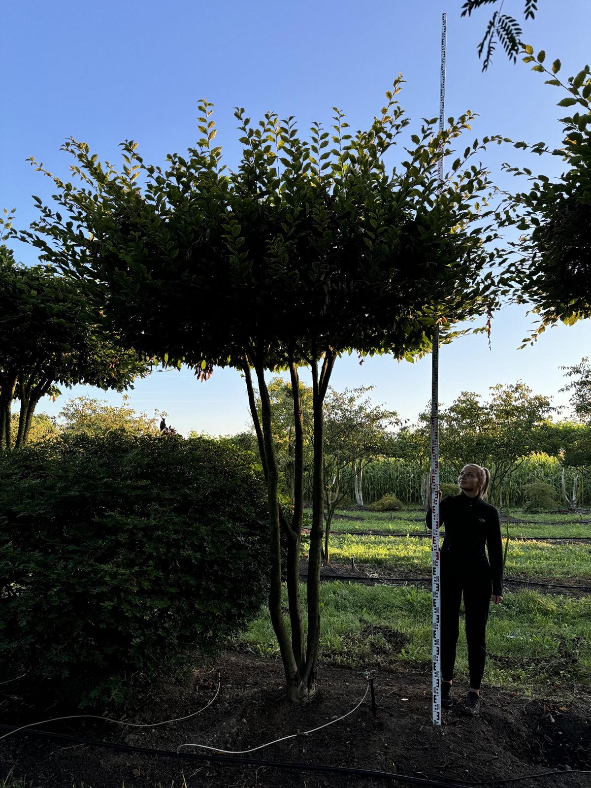 Carpinus betulus dachförmig