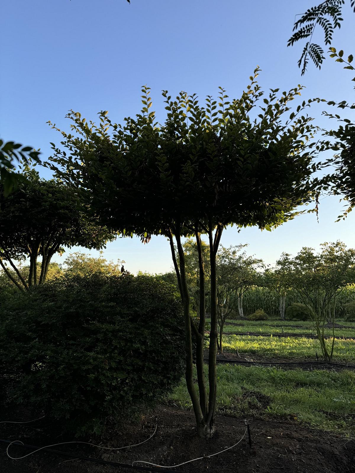 Carpinus betulus dachförmig