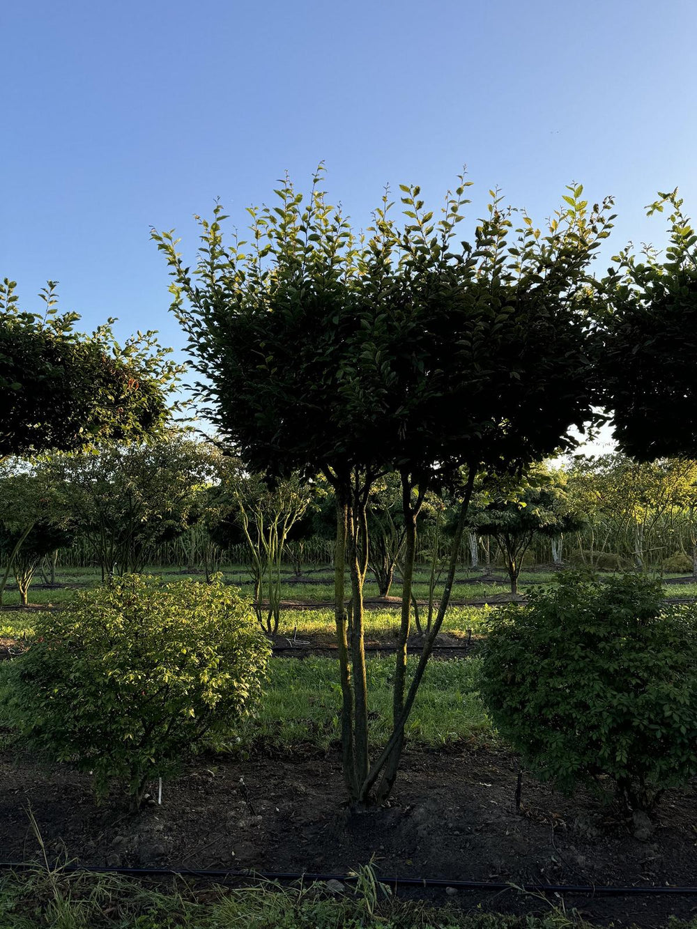 Carpinus betulus dachförmig