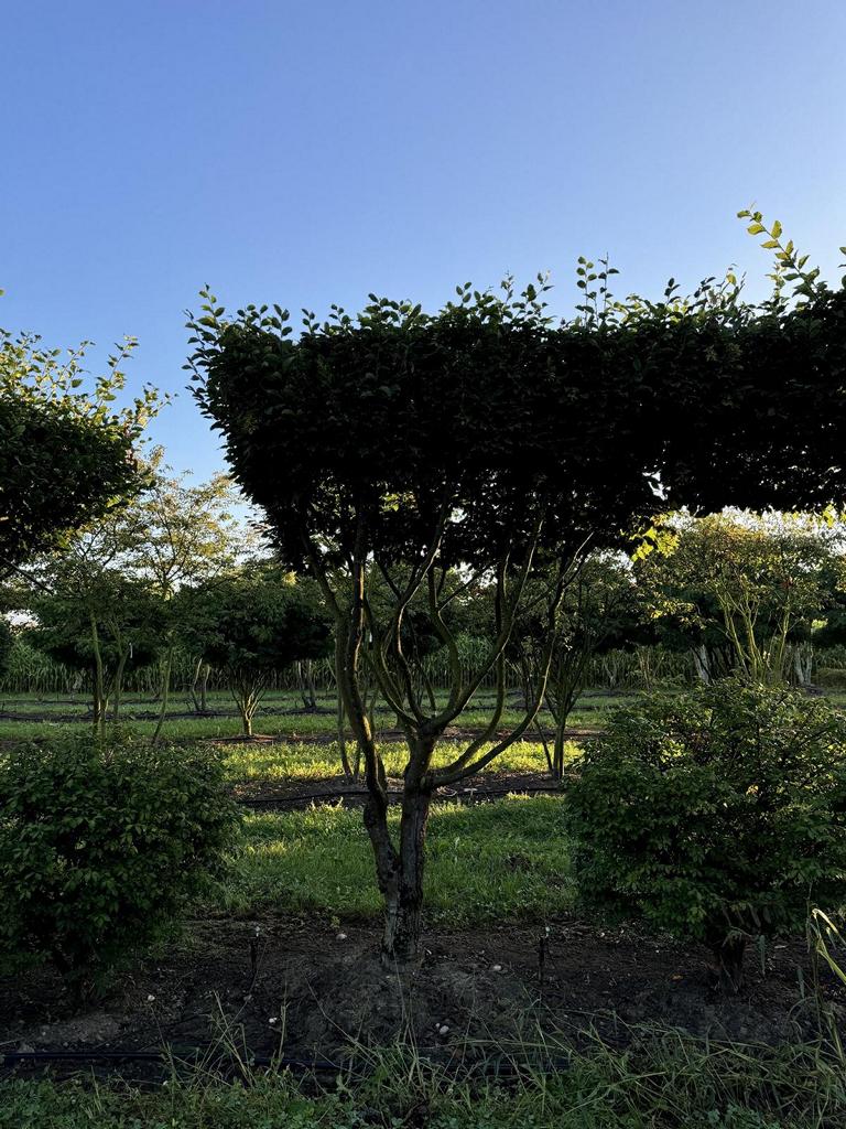 Carpinus betulus dachförmig