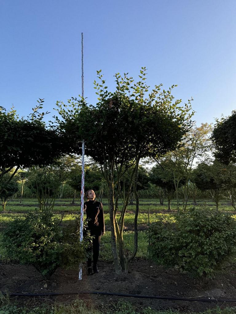 Carpinus betulus dachförmig