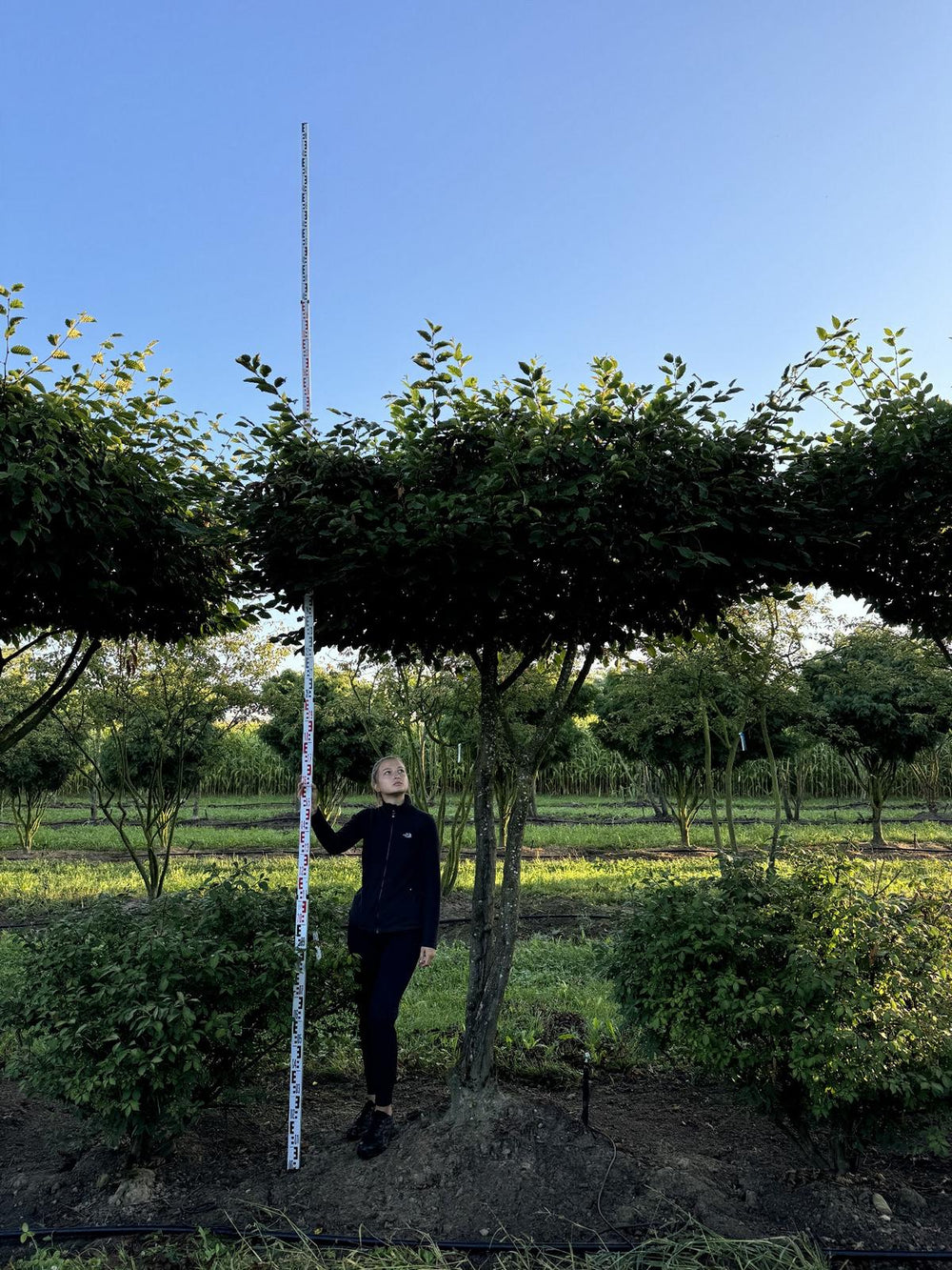 Carpinus betulus dachförmig