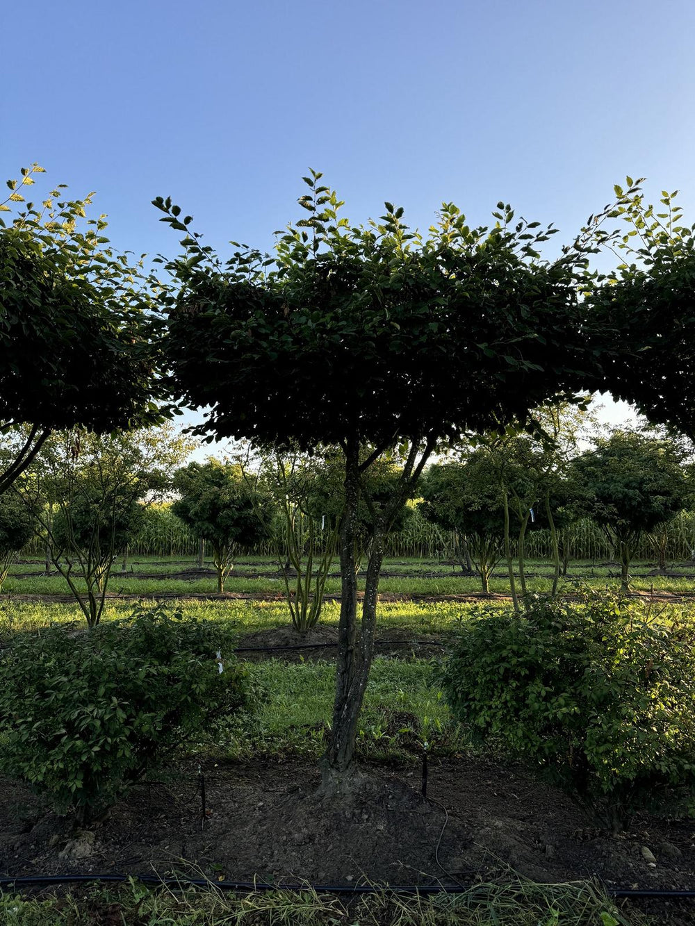 Carpinus betulus dachförmig