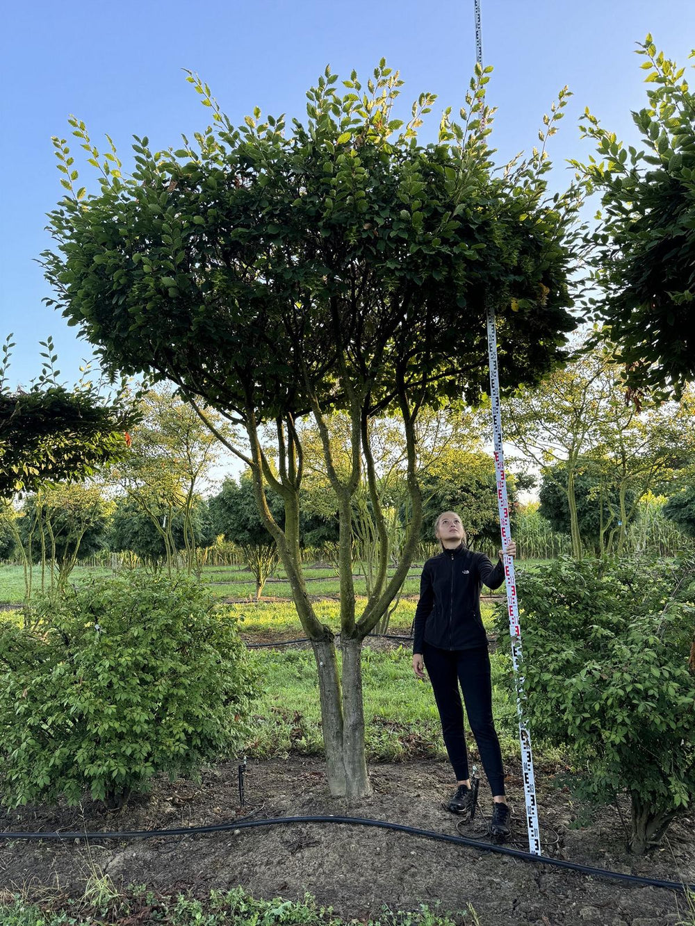 Carpinus betulus dachförmig