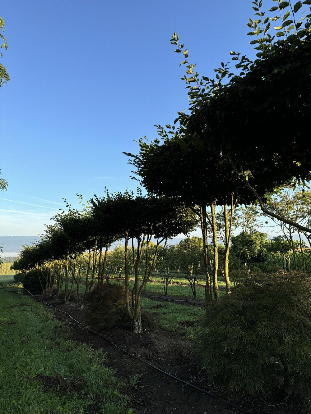 Carpinus betulus dachförmig