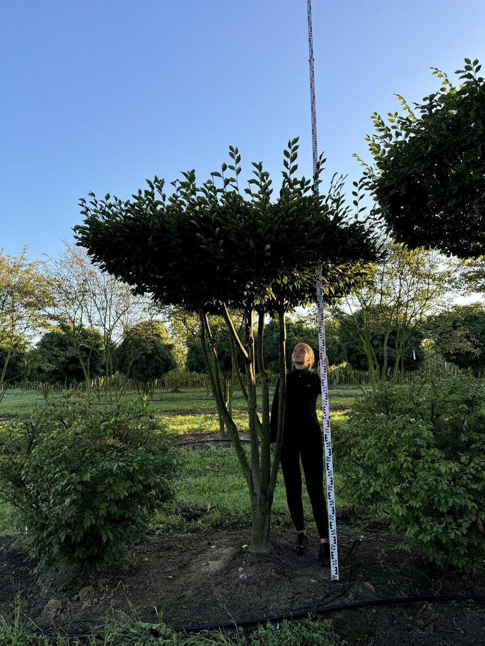 Carpinus betulus dachförmig