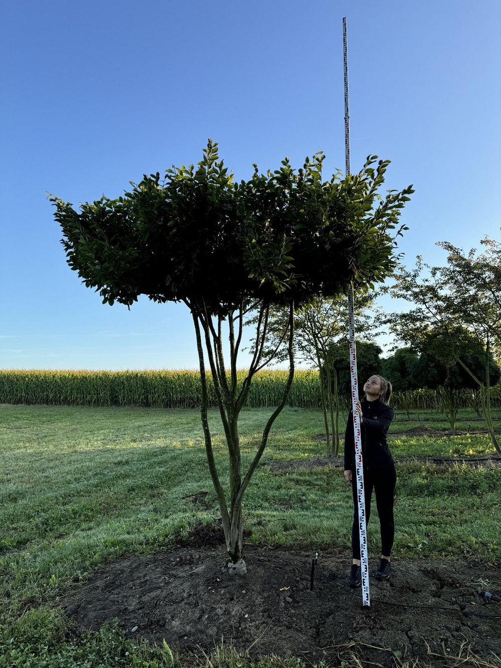 Carpinus betulus dachförmig