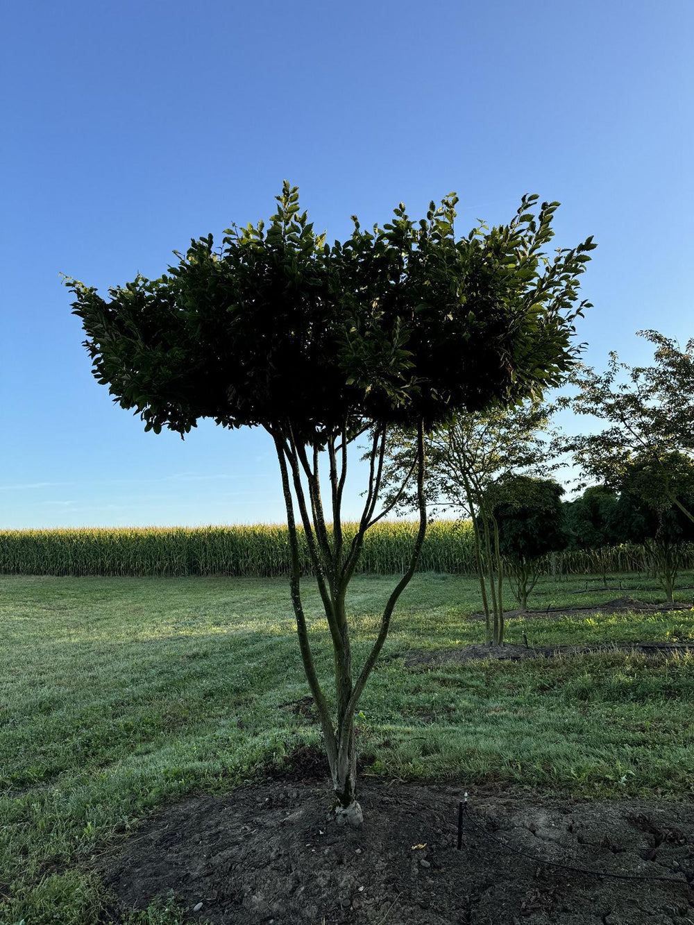 Carpinus betulus dachförmig