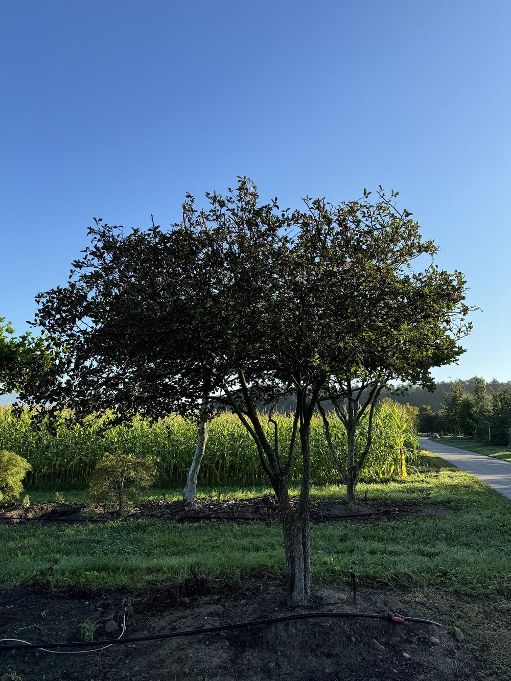 Crataegus persimilis (x) Schirmform