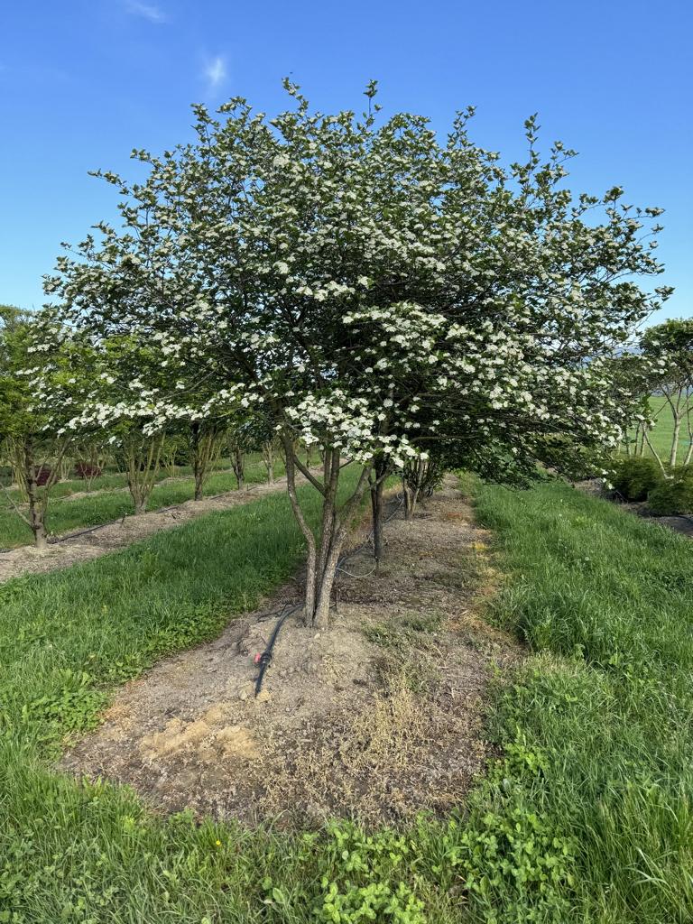 Crataegus persimilis (x) Schirmform