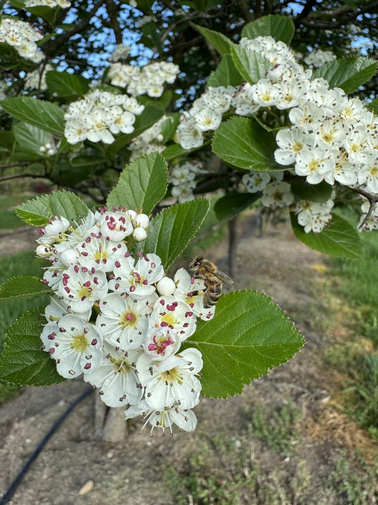 Crataegus persimilis (x) Schirmform