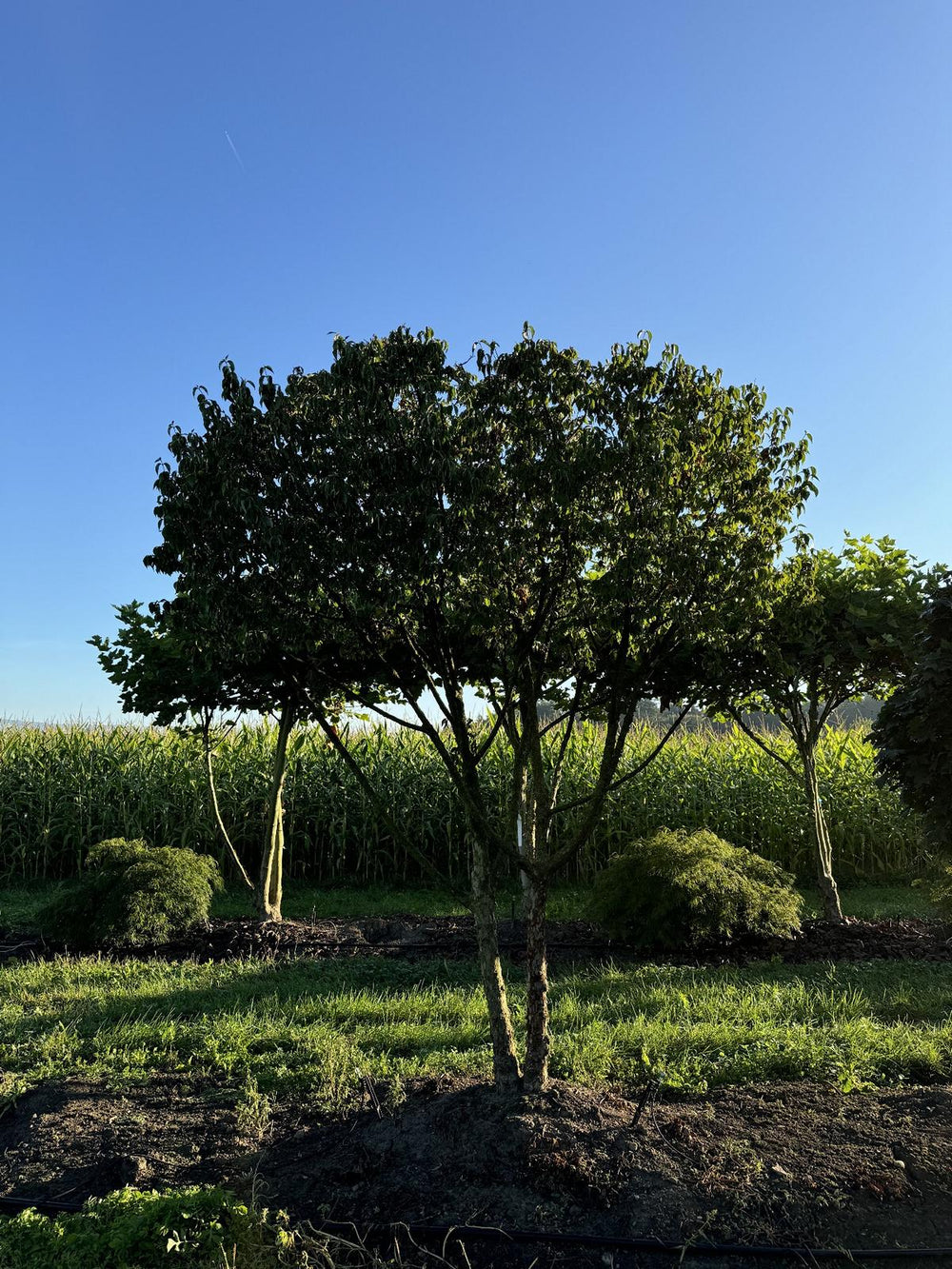 Cornus mas Schirmform