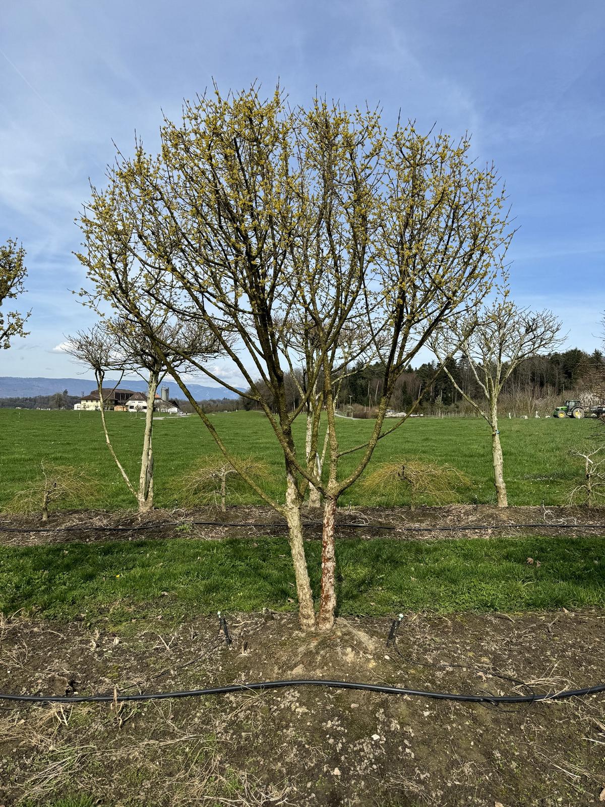 Cornus mas Schirmform