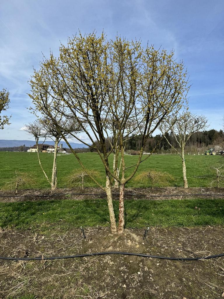 Cornus mas Schirmform