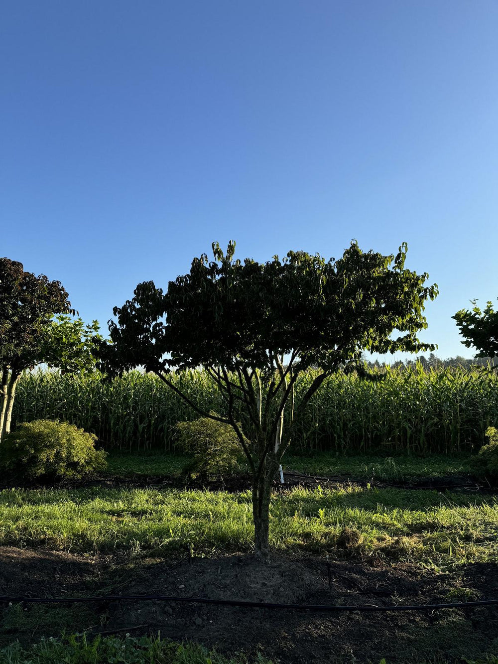 Cornus mas Schirmform