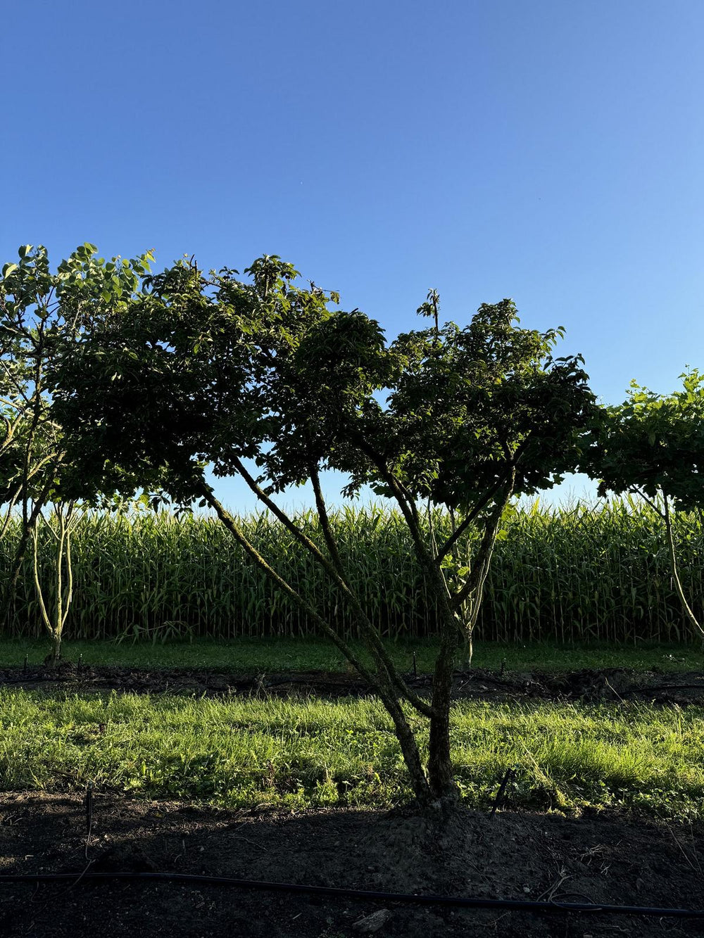 Cornus mas Schirmform