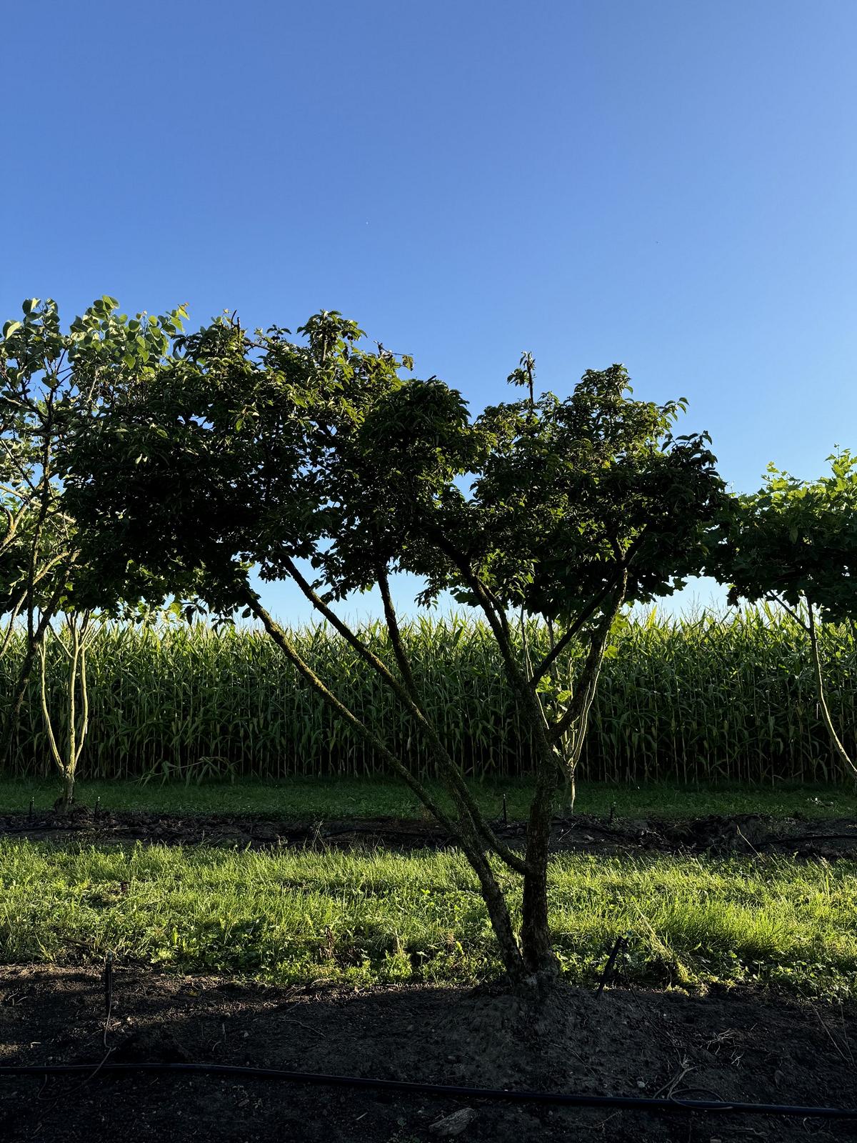 Cornus mas Schirmform