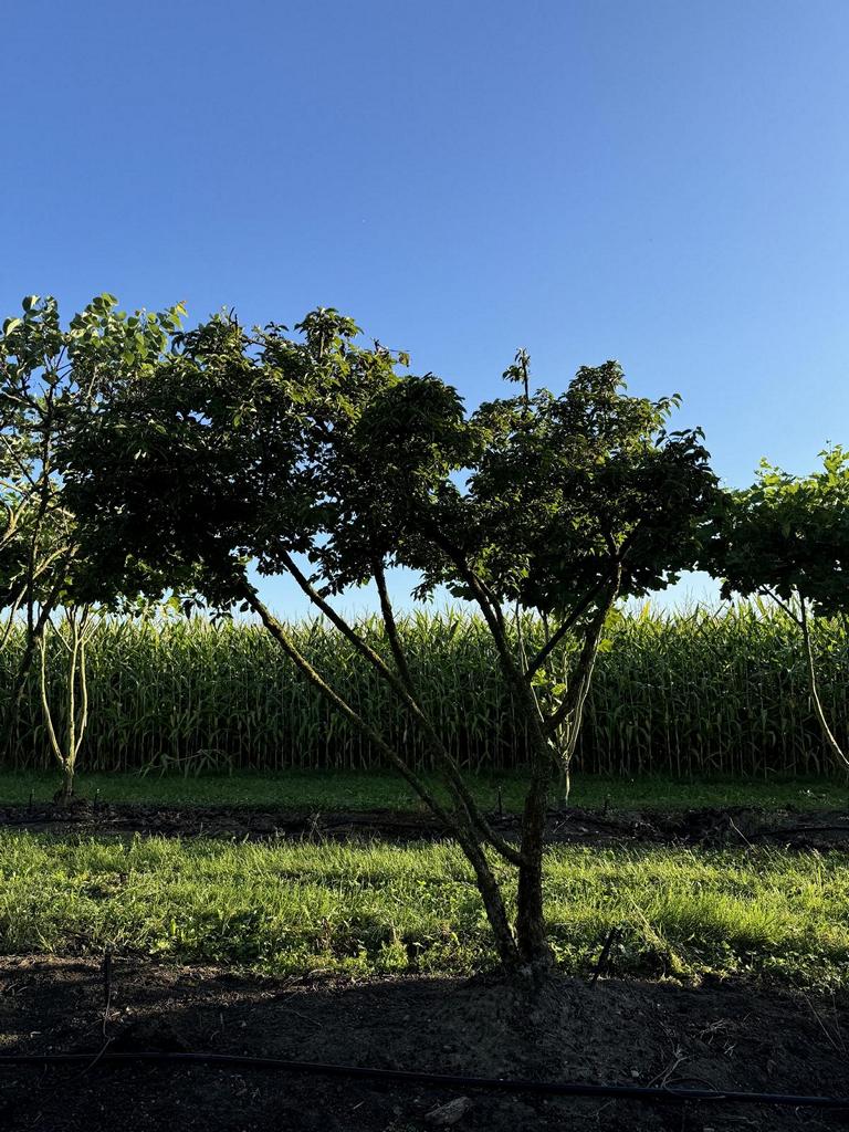 Cornus mas Schirmform