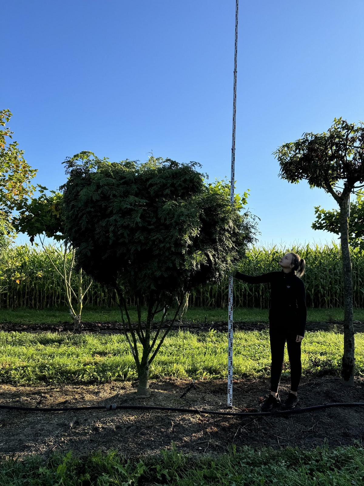 Gleditsia triacanthos 'Elegantissima' Dachform