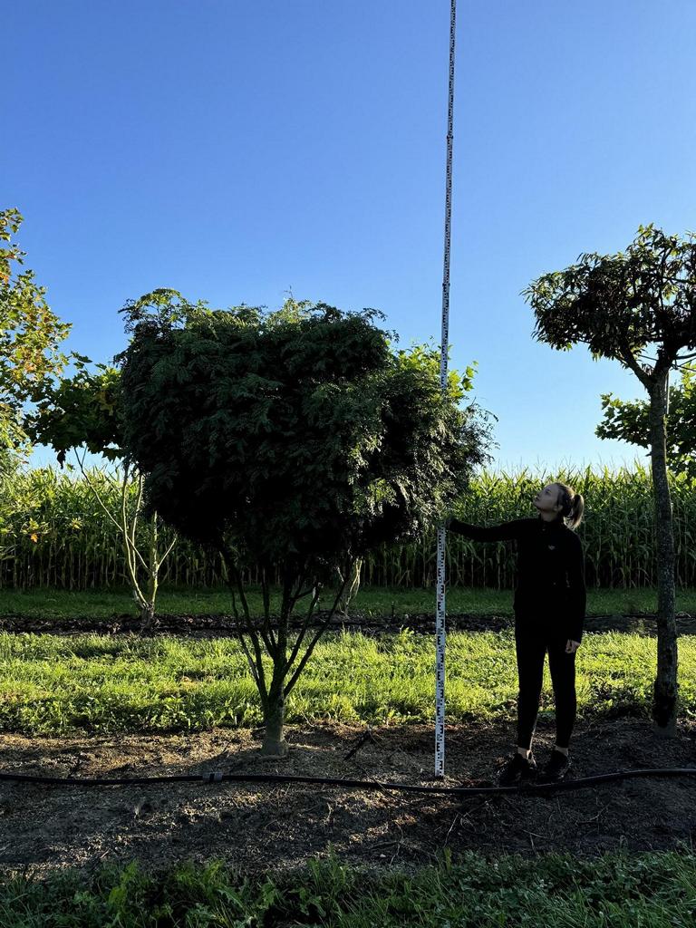 Carpinus japonica dachförmig